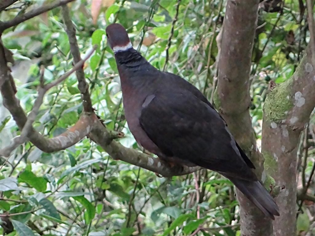 Band-tailed Pigeon (White-necked) - ML204883431