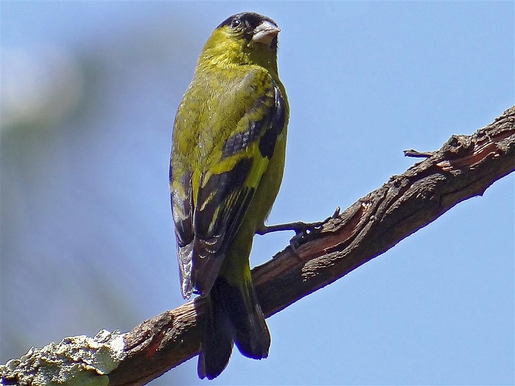 Andean Siskin - ML204883451