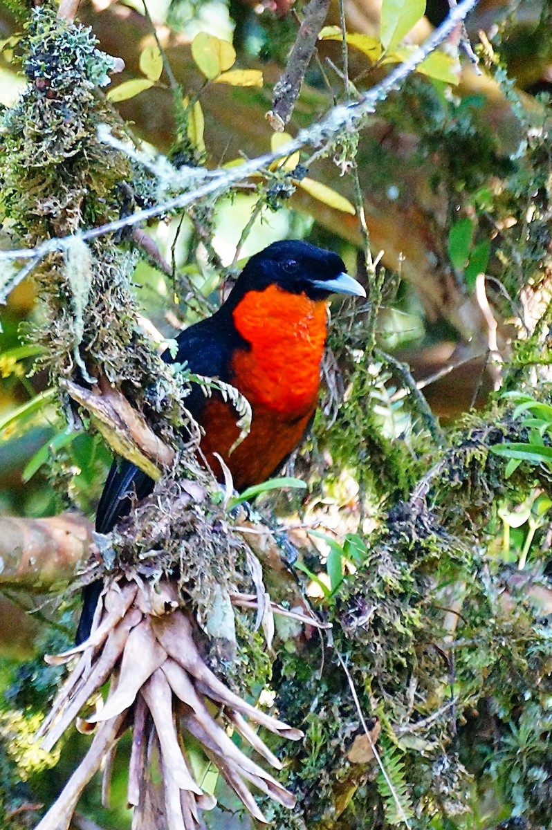 Red-ruffed Fruitcrow - ML204883621