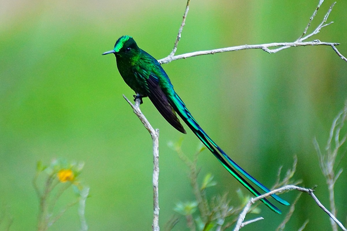 Long-tailed Sylph - Blair Wainman