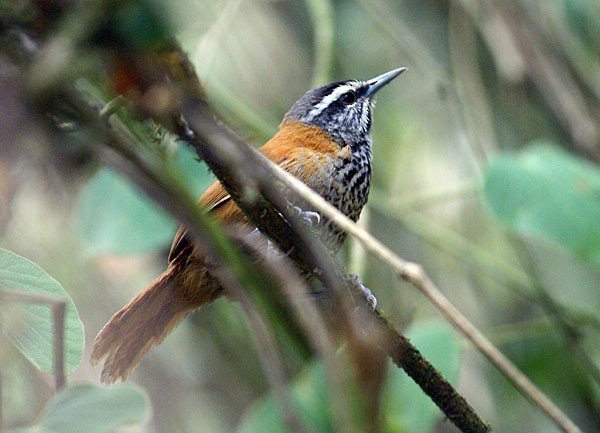 Inca Wren - ML204884001