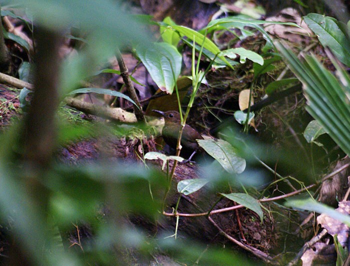 South American Leaftosser (Dusky) - Dušan Brinkhuizen