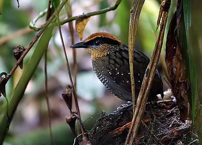 Rufous-crowned Antpitta - ML204884341