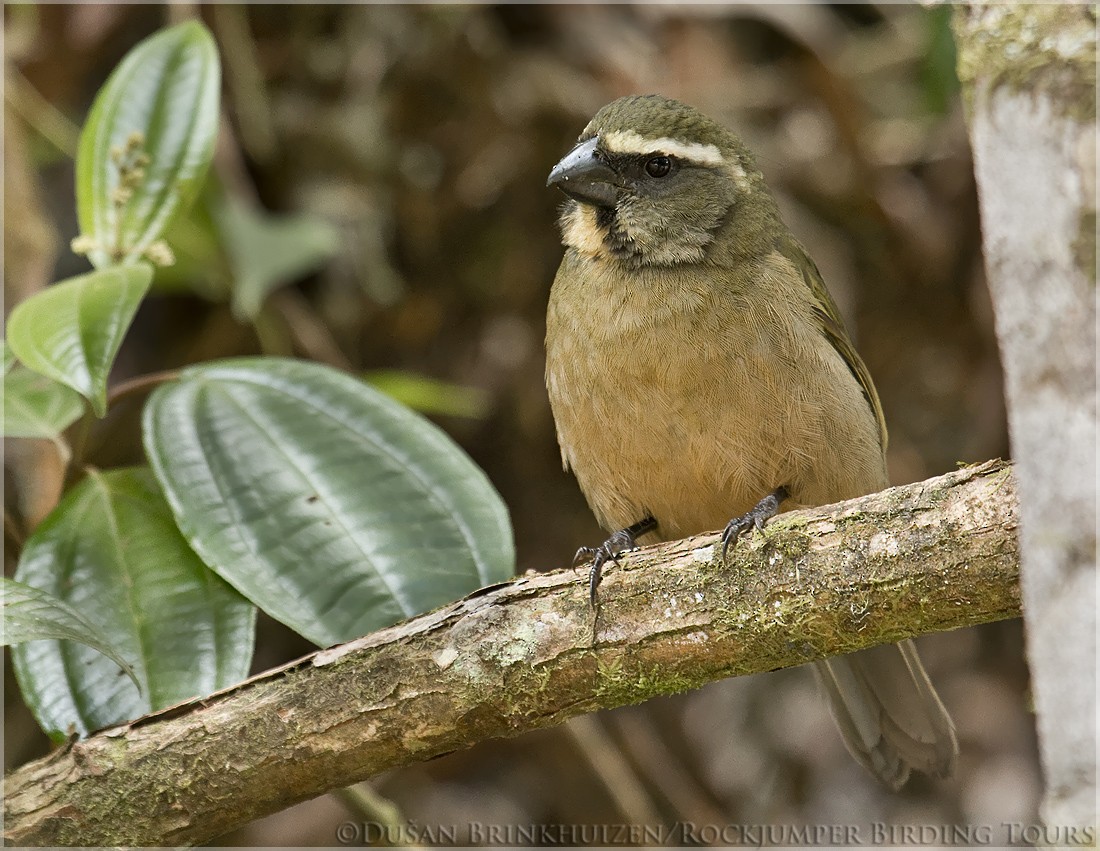 Thick-billed Saltator - ML204884491