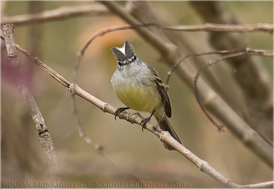 White-crested Tyrannulet (Sulphur-bellied) - ML204884501