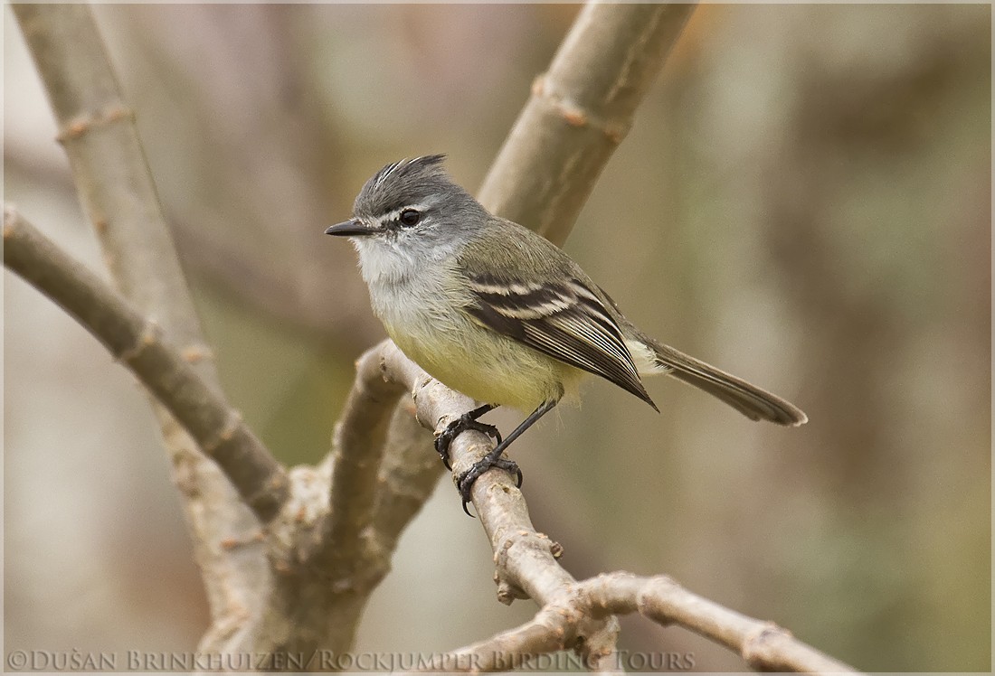 White-crested Tyrannulet (Sulphur-bellied) - ML204884511