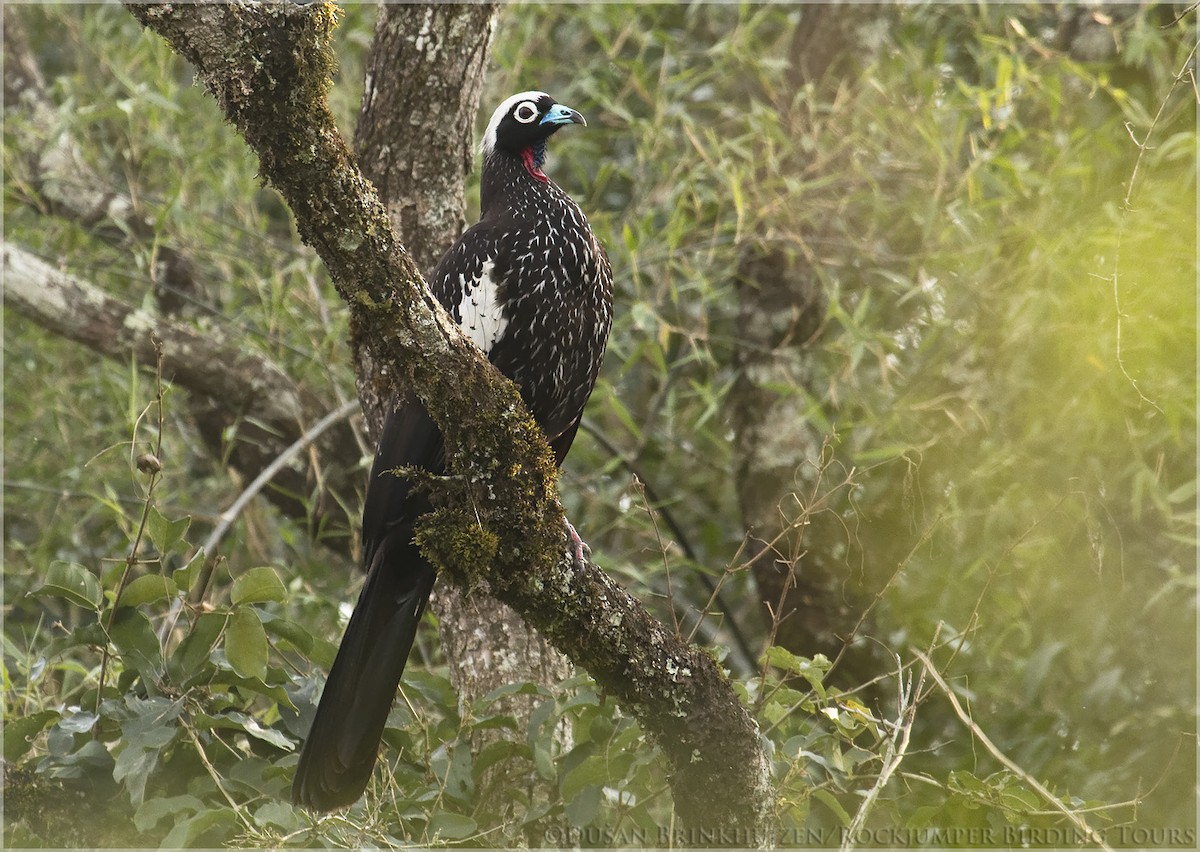 Black-fronted Piping-Guan - ML204884521