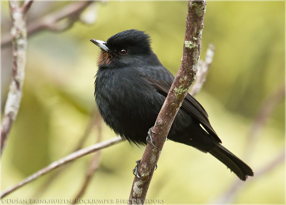 Velvety Black-Tyrant - Dušan Brinkhuizen