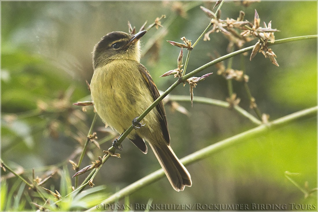 Large-headed Flatbill - ML204884591