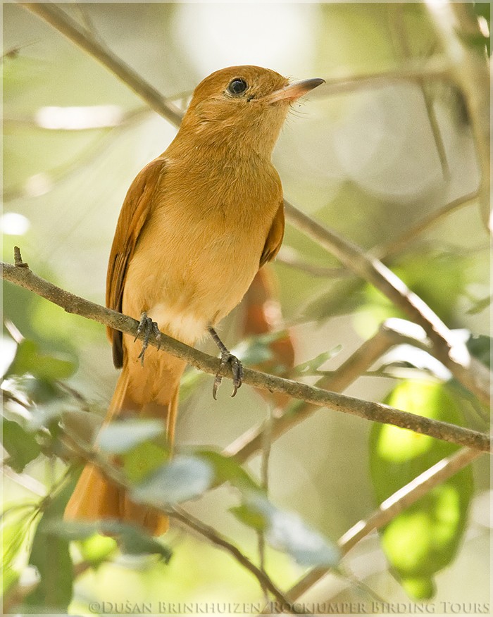 Rufous Casiornis - Dušan Brinkhuizen