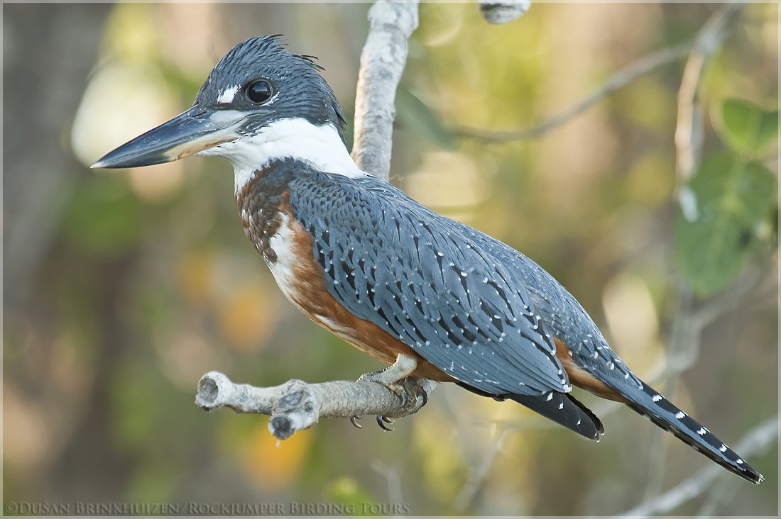 Ringed Kingfisher (Northern) - ML204884621