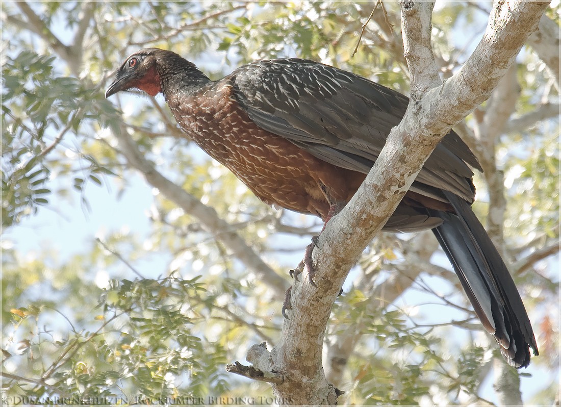 Chestnut-bellied Guan - ML204884641