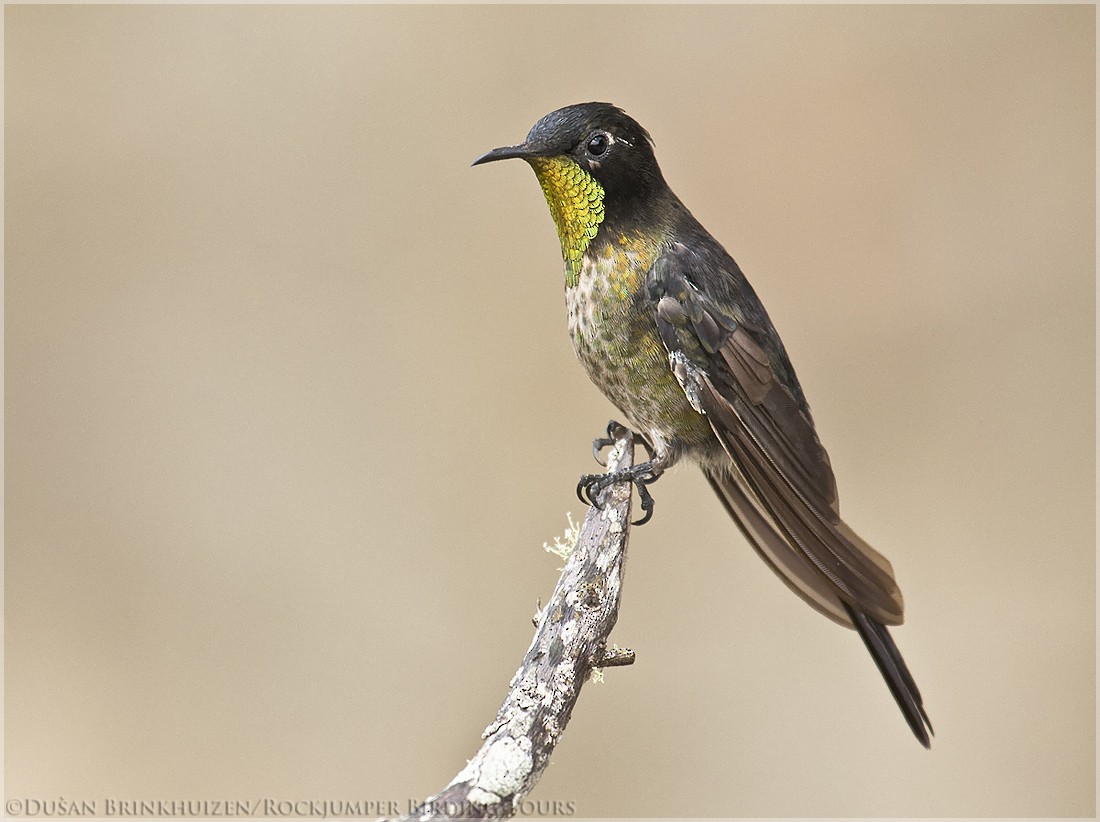 Black-backed Thornbill - Dušan Brinkhuizen