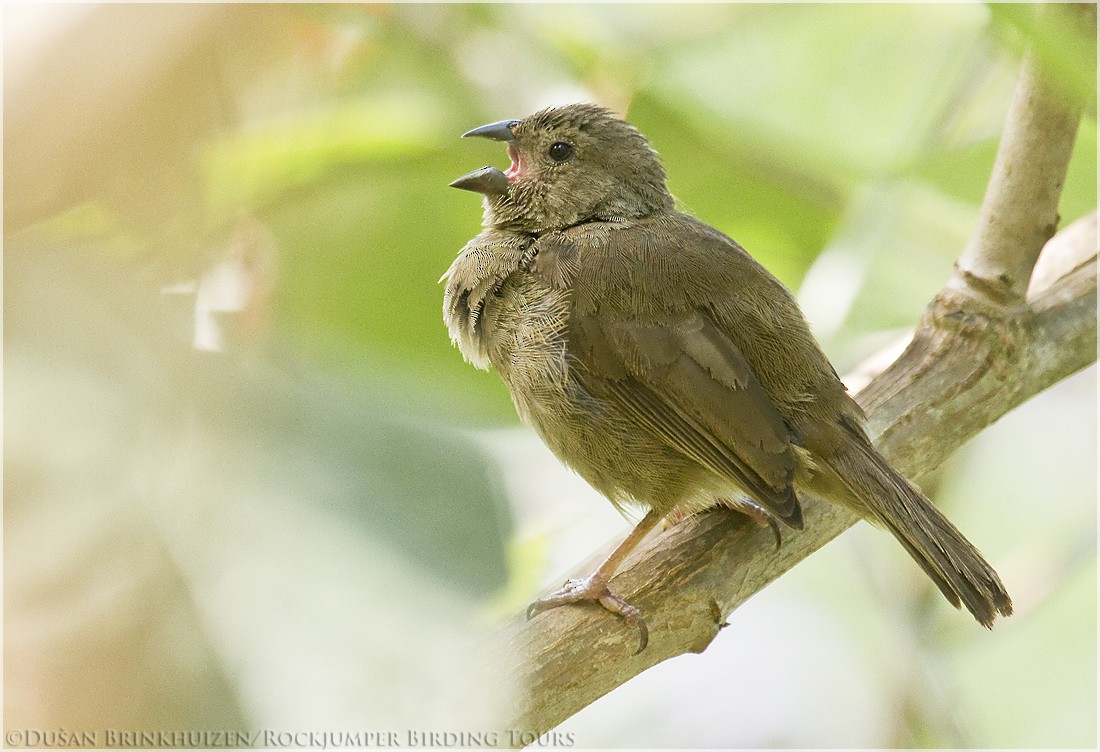 Dull-colored Grassquit - ML204884711