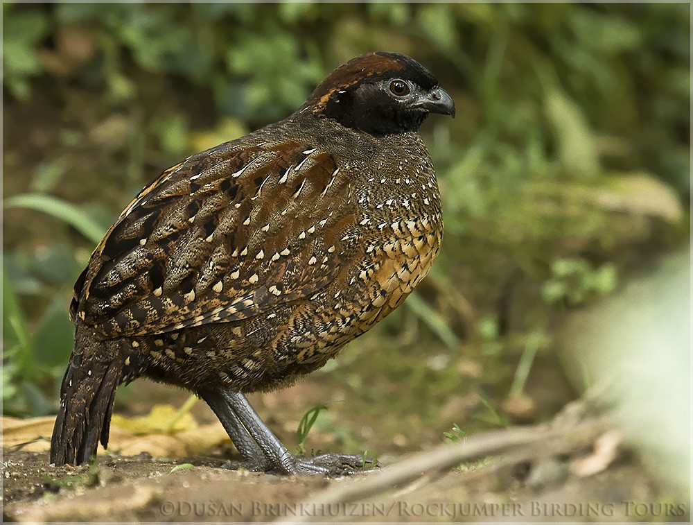 Black-fronted Wood-Quail - Dušan Brinkhuizen
