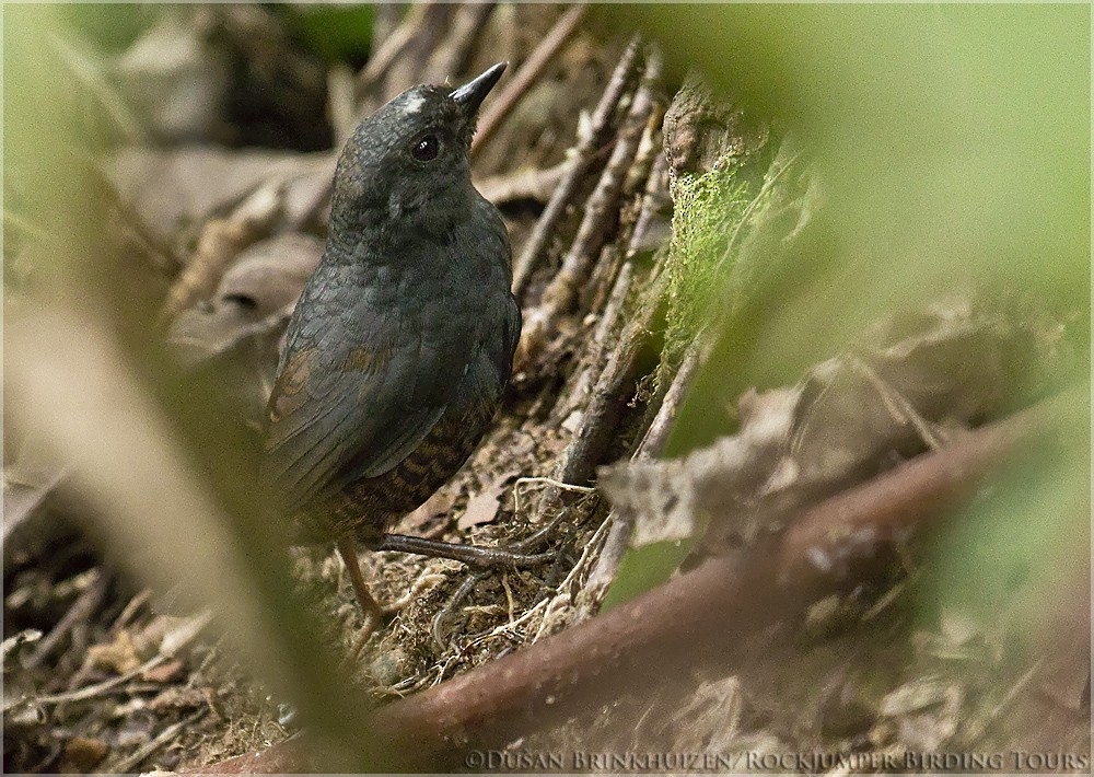 Santa-Marta-Tapaculo - ML204884731