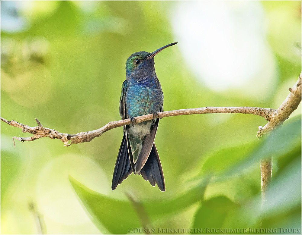 Sapphire-bellied Hummingbird - ML204884771