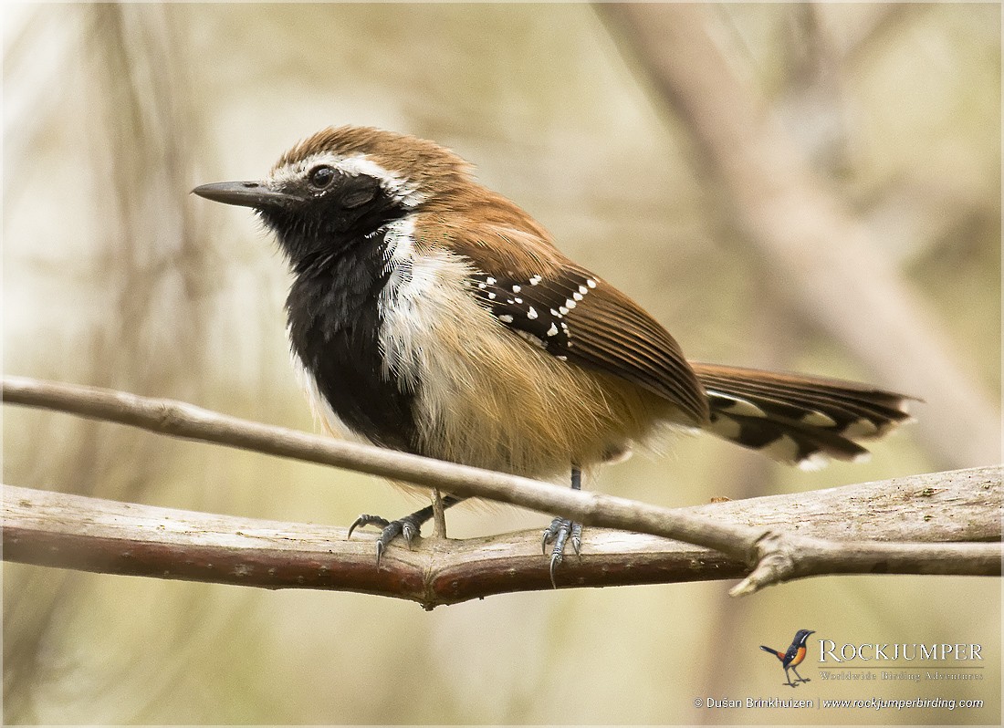 Rusty-backed Antwren - ML204884961