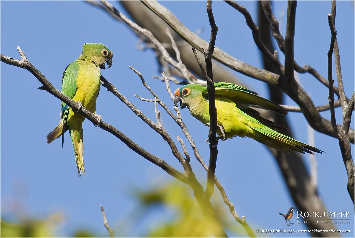 Peach-fronted Parakeet - ML204885061