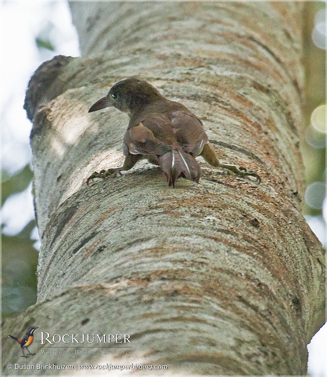 Uniform Woodcreeper (Uniform) - Dušan Brinkhuizen