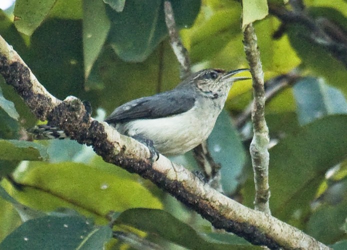 Tooth-billed Wren - ML204885091