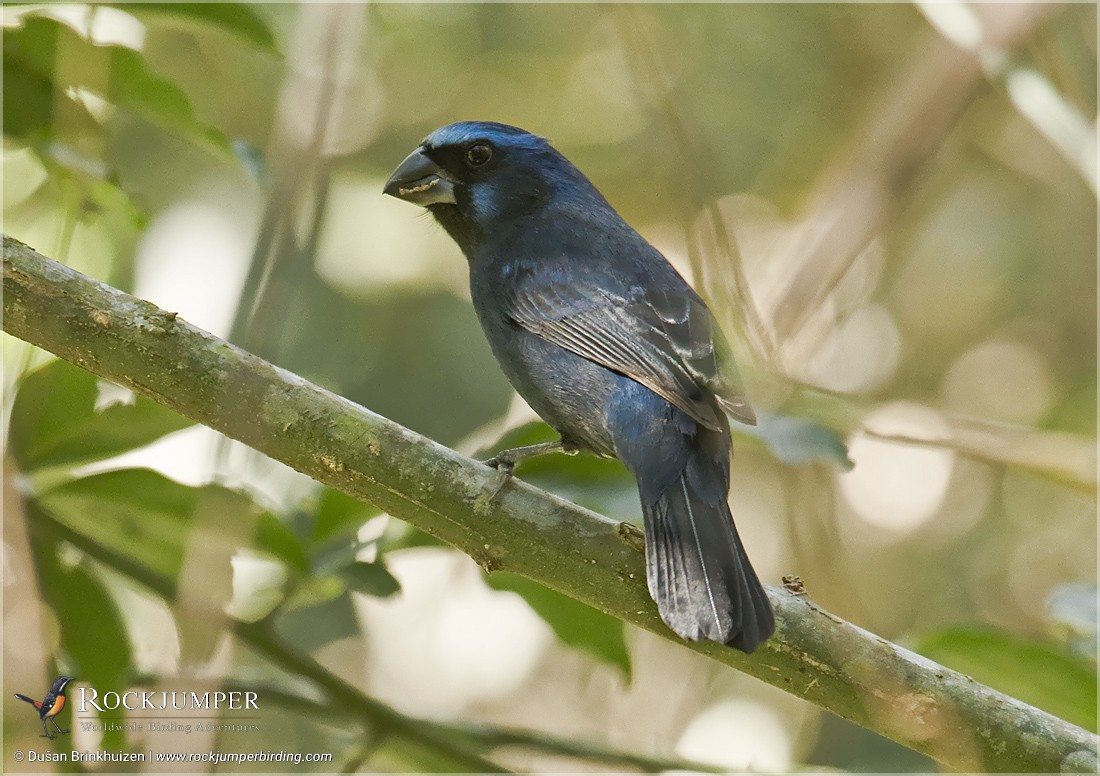 Ultramarine Grosbeak - ML204885201