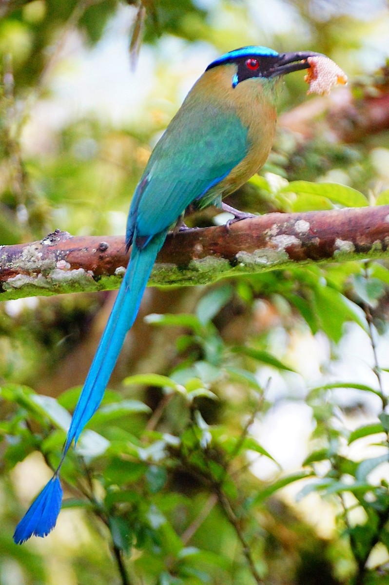 Andean Motmot - ML204885281