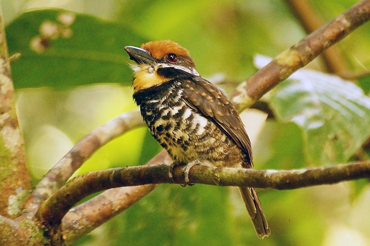 Spotted Puffbird - Blair Wainman