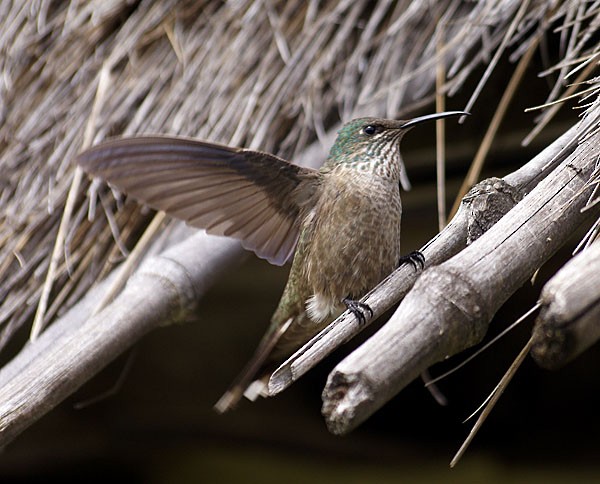 Colibri du Chimborazo - ML204886021