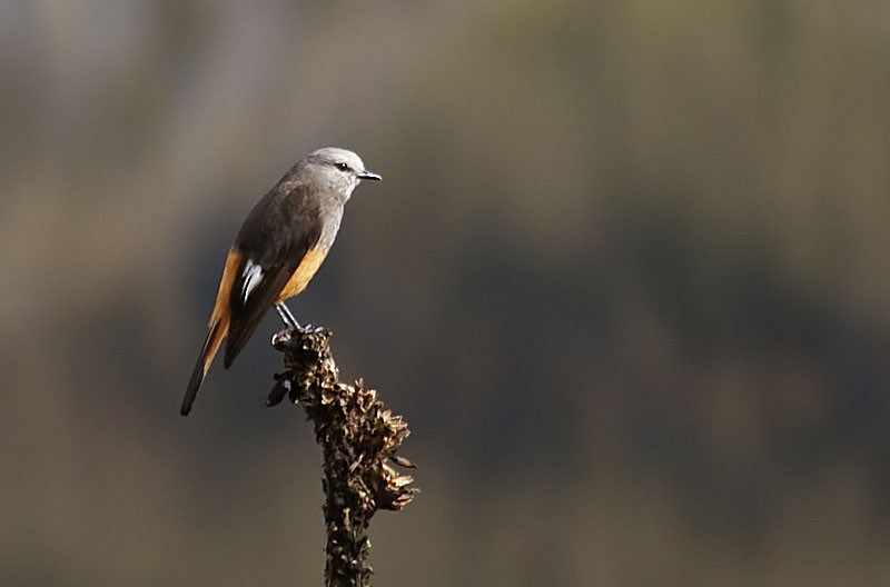 Red-rumped Bush-Tyrant - ML204886111