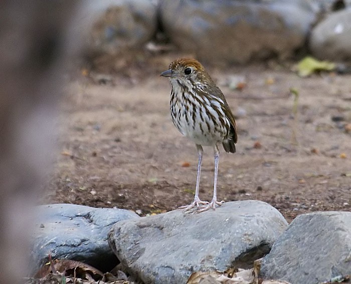 Watkins's Antpitta - ML204886121