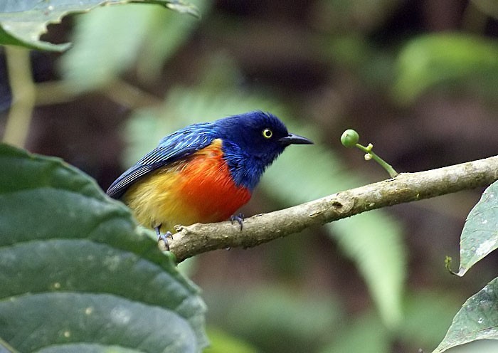 Scarlet-breasted Dacnis - Dušan Brinkhuizen