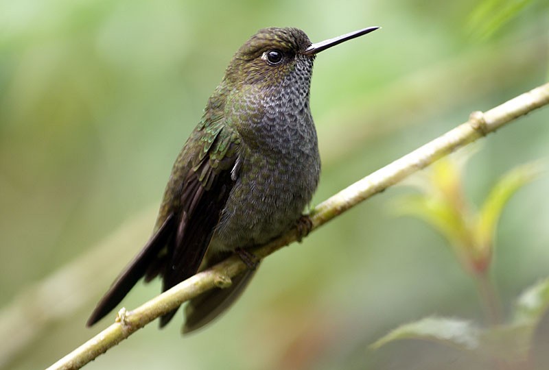 Hoary Puffleg - ML204886191