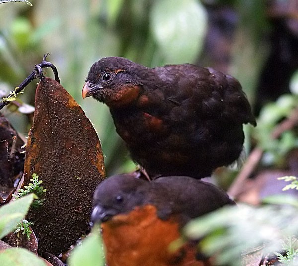 Dark-backed Wood-Quail - ML204886231