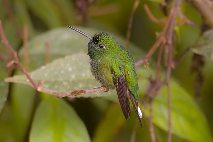 Rufous-vented Whitetip - Dušan Brinkhuizen