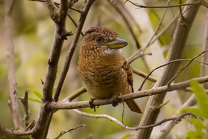 Barred Puffbird - ML204886341