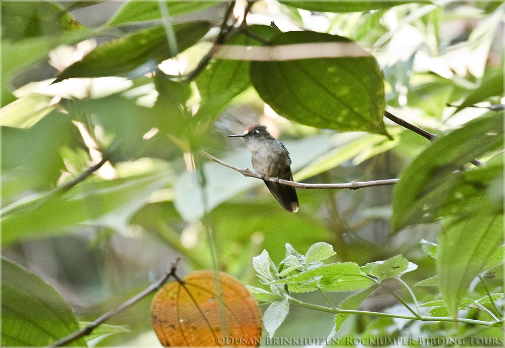 Colibrí Florido de Santa Marta - ML204886471