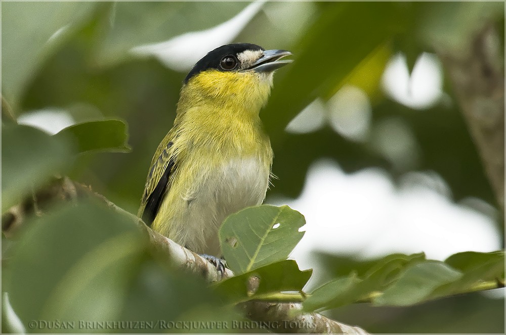 Green-backed Becard (Yellow-cheeked) - Dušan Brinkhuizen