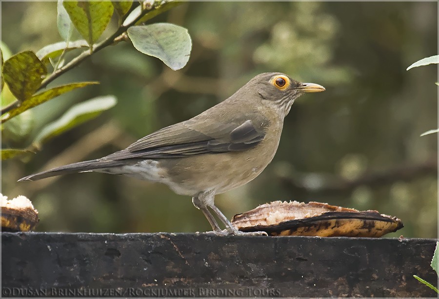 Spectacled Thrush - ML204886511