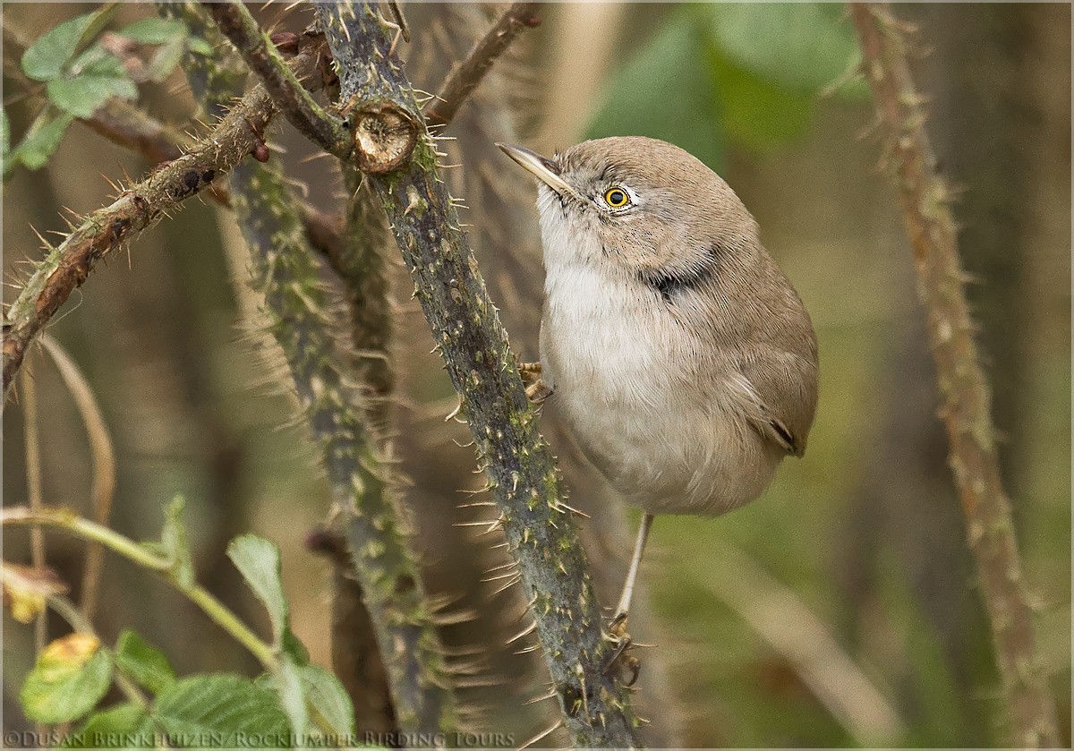 Asian Desert Warbler - ML204886521