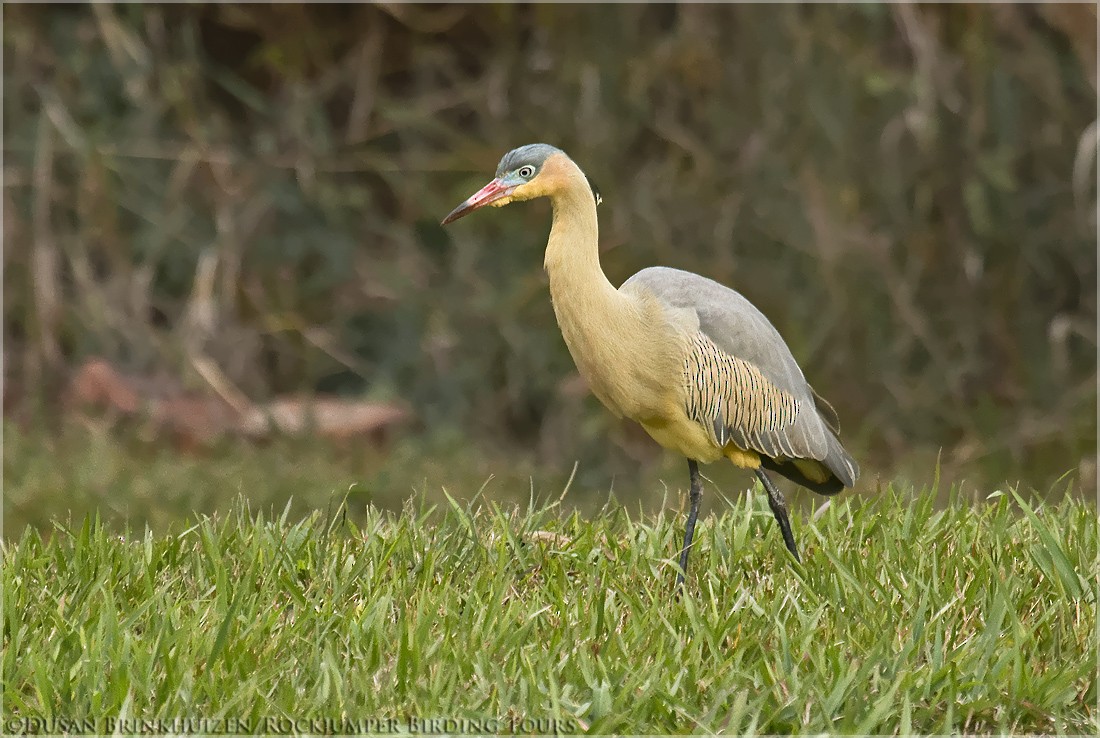 Whistling Heron - ML204886571