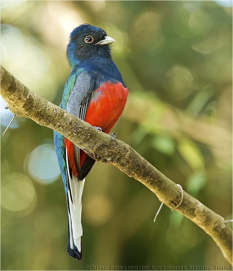 Surucua Trogon (Red-bellied) - Dušan Brinkhuizen