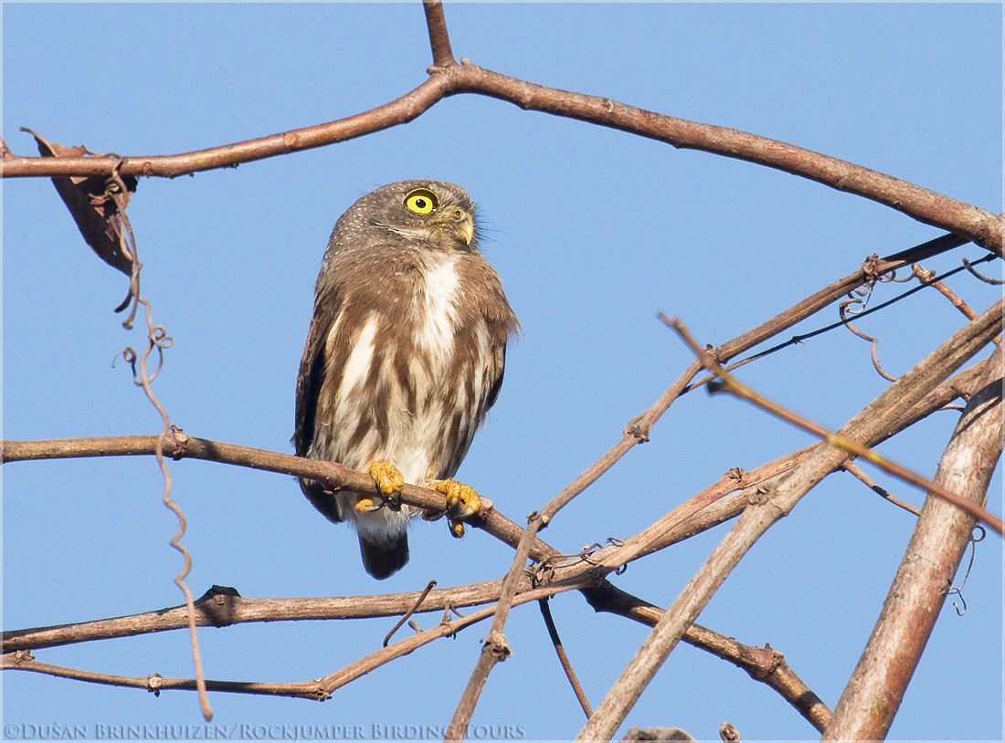 Amazonian Pygmy-Owl - ML204886611