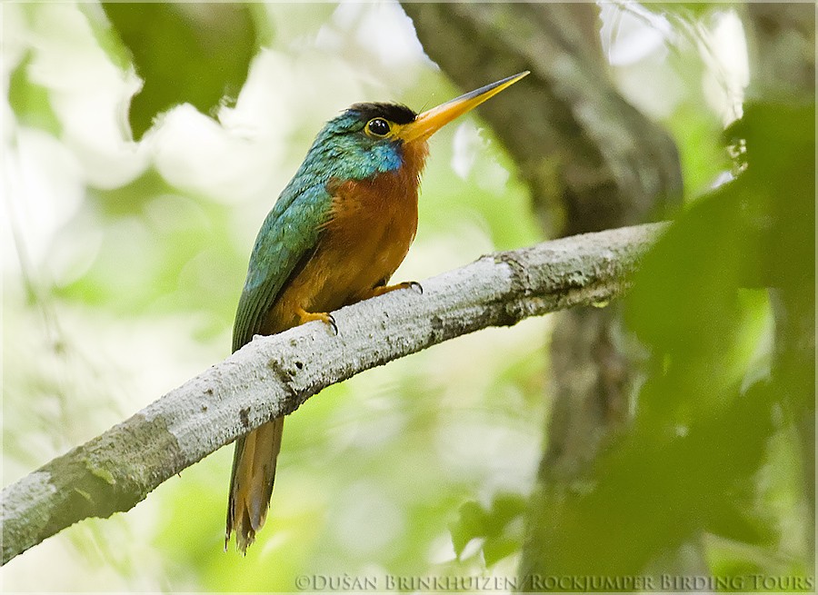 Blue-cheeked Jacamar - ML204886631