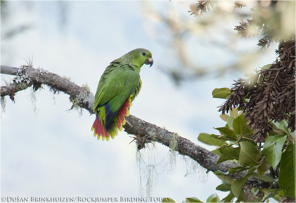 Amazona Mercenaria - ML204886711