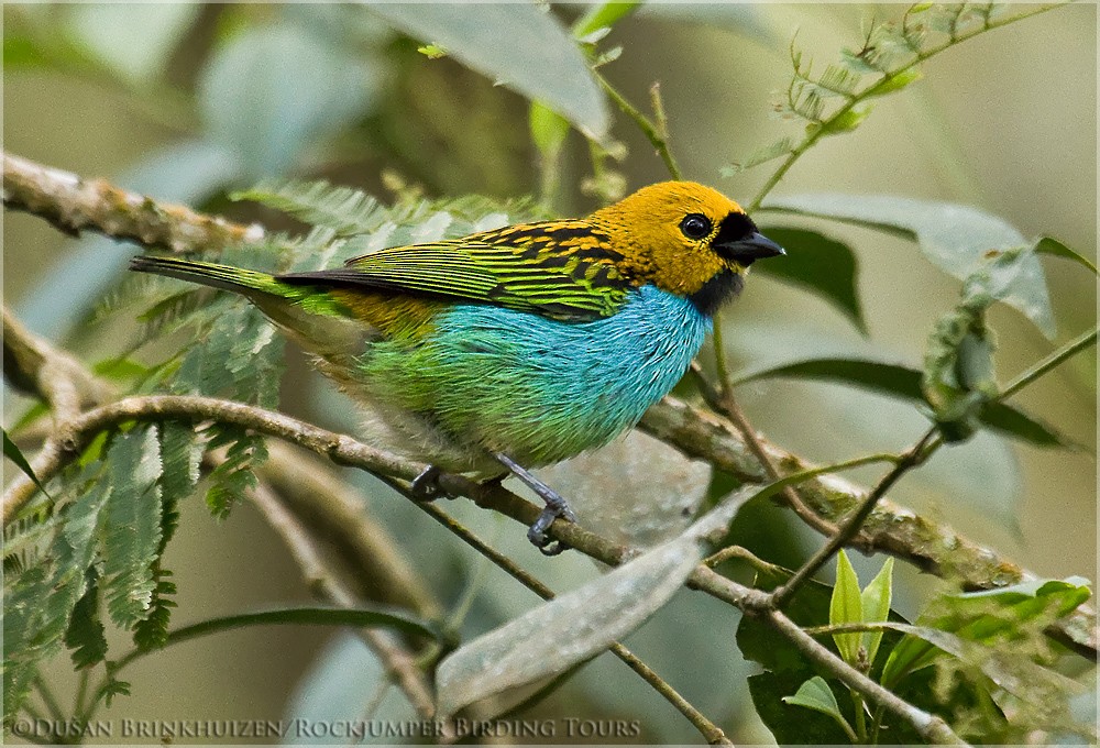 Gilt-edged Tanager - Dušan Brinkhuizen
