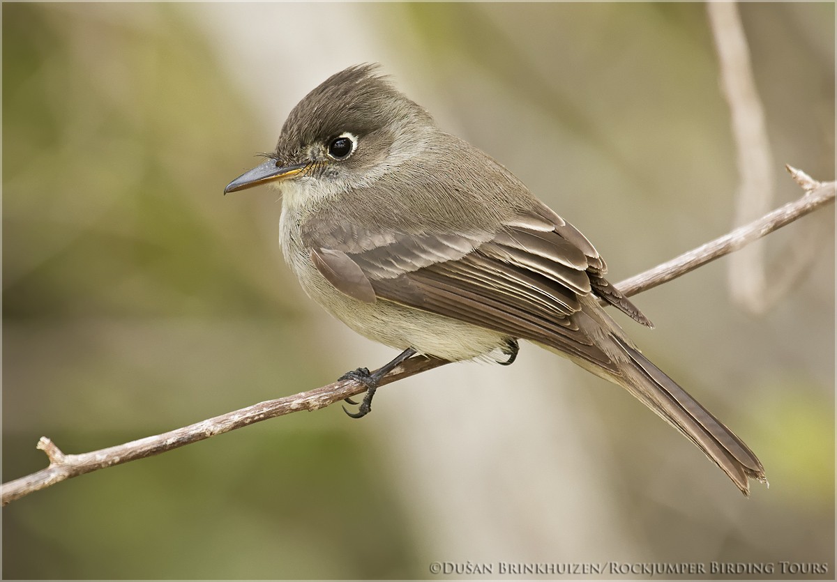 Cuban Pewee - ML204886761