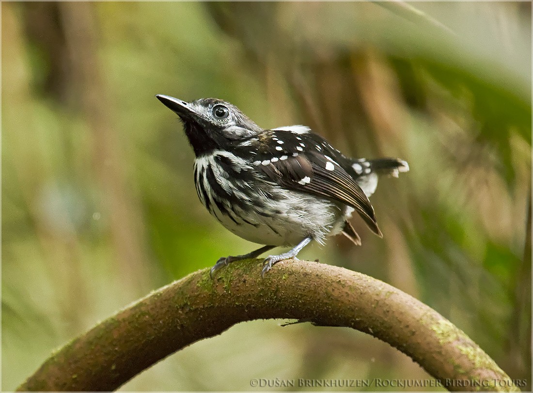 Dot-backed Antbird - ML204886851