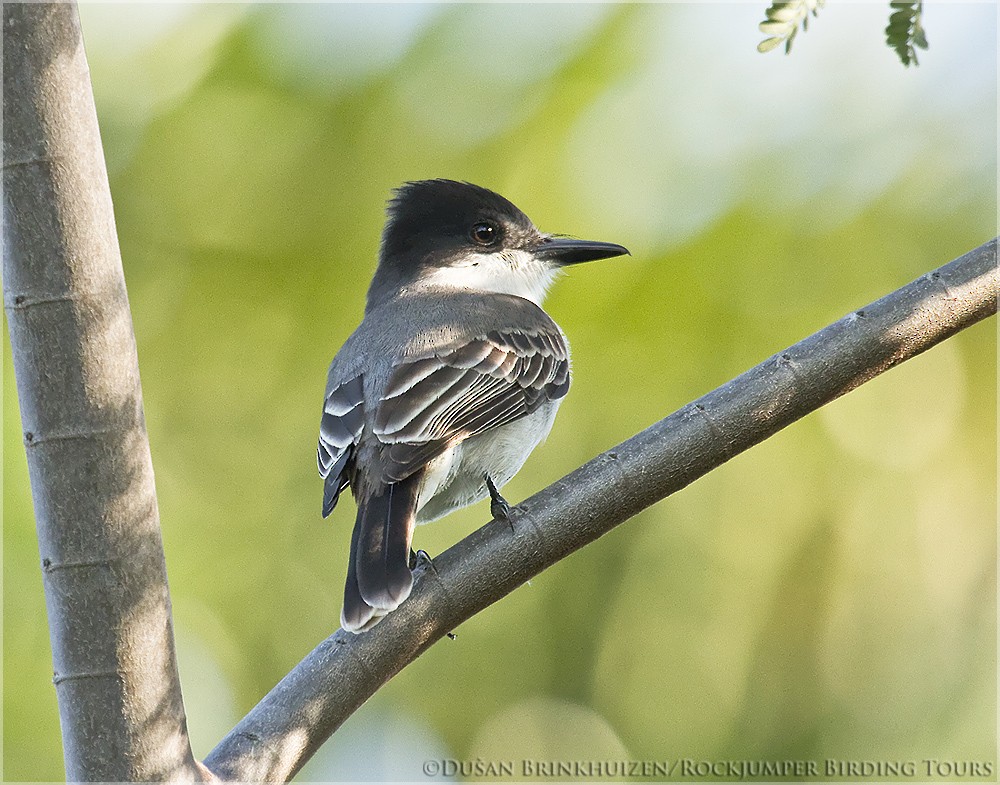 Büyük Antil Tiranı [caudifasciatus grubu] - ML204886891