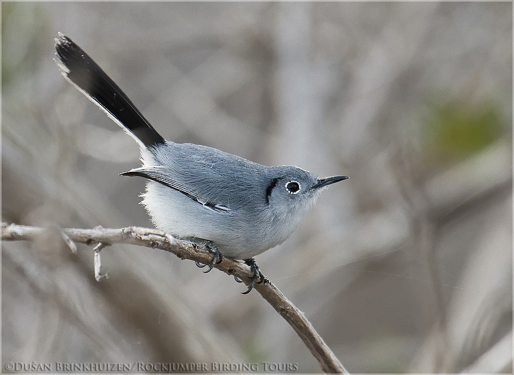 Cuban Gnatcatcher - Dušan Brinkhuizen